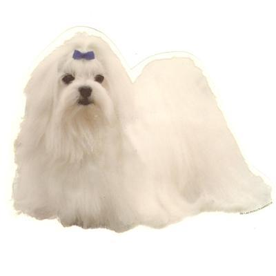 Double Sided Dog Decal Maltese Double Sided Dog Decal Maltese