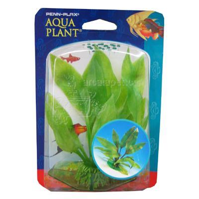 Amazon Sword Aquarium Plant Small Amazon Sword Aquarium Plant Small