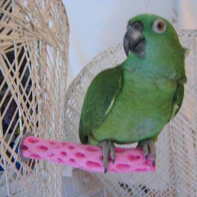 Polly's Tooty Fruity Bee Pollen Bird Perch Small Polly's Tooty Fruity Bee Pollen Bird Perch Small