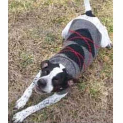 Handmade Dog Sweater Wool Gray Argyle XXSmall Handmade Dog Sweater Wool Gray Argyle XXSmall