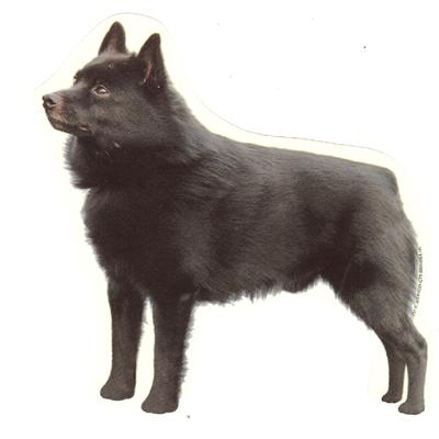 Double Sided Dog Decal Schipperke Standing Double Sided Dog Decal Schipperke Standing