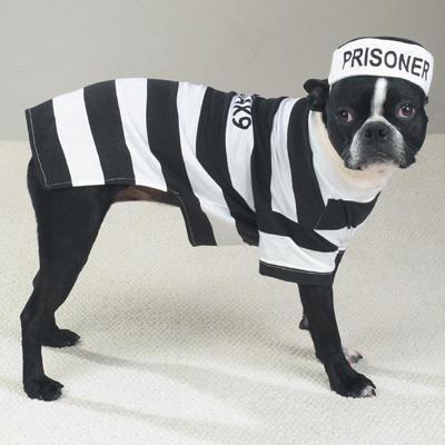 Casual Canine Prison Pooch Costume Dog Xsmall Casual Canine Prison Pooch Costume Dog Xsmall
