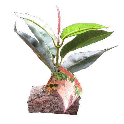 Tropical Terrace Small Rubber Terrarium Plant