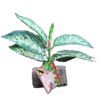 Tropical Terrace Sm Greenleaf Terrarium Plant