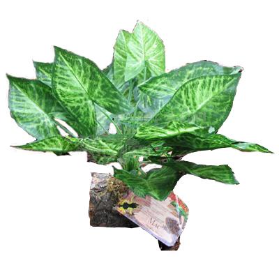 Tropical Terrace Big Leaf Terrarium Plant Tropical Terrace Big Leaf Terrarium Plant