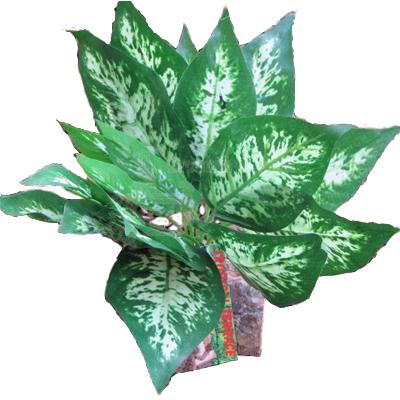 Tropical Terrace Sharp Leaf Terrarium Plant