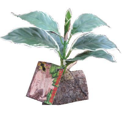 Tropical Terrace Hosta Terrarium Plant
