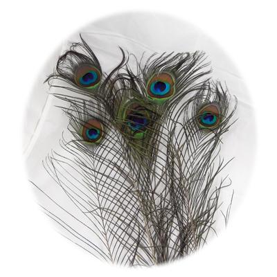 Natural Peacock Feather Cat Toy Natural Peacock Feather Cat Toy