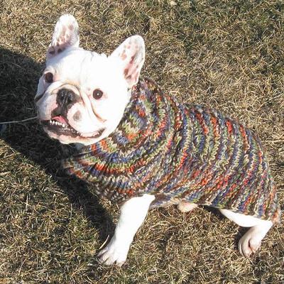 Handmade Dog Sweater Wool Multi-Colored Shawl XSmall Handmade Dog Sweater Wool Multi-Colored Shawl XSmall