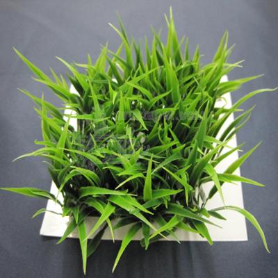 Fluval Chi Hair Grass Aquarium Plant Fluval Chi Hair Grass Aquarium Plant