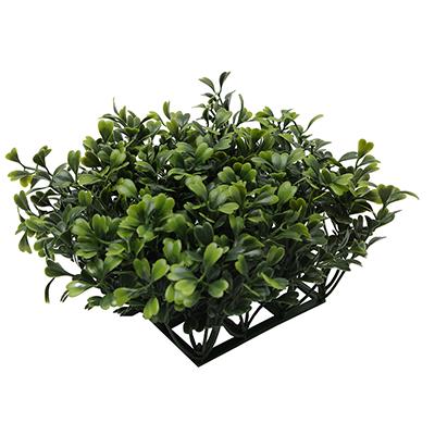 Fluval Chi Boxwood Aquarium Plant Fluval Chi Boxwood Aquarium Plant