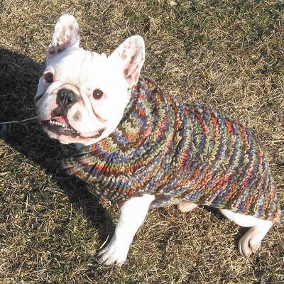 Handmade  on Handmade Dog Sweater Wool Multi Colored Shawl Medium   Dog Sweaters