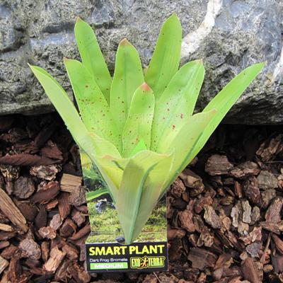 Exo Terra Bromelia Medium Tree Frog Terrarium Plant Exo Terra Bromelia Medium Tree Frog Terrarium Plant