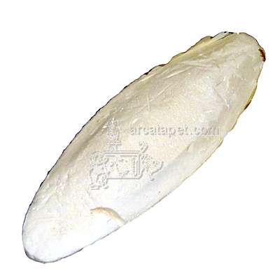 Cuttlebone Bulk Large