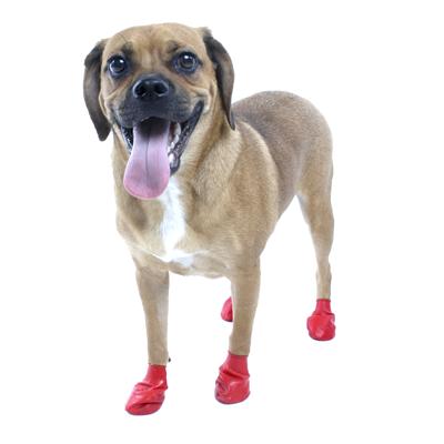 Pawz Natural Rubber Dog Boot Small 12pk Pawz Natural Rubber Dog Boot Small 12pk