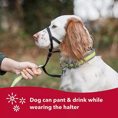 Holt Dog Training Halter #0 Headcollar Holt Dog Training Halter #0 Headcollar