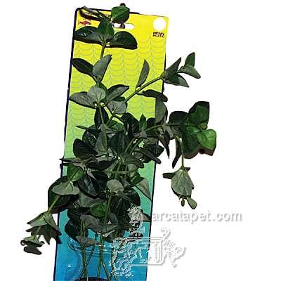 Green Bacopa Bushy Plastic Aquarium Plant Green Bacopa Bushy Plastic Aquarium Plant