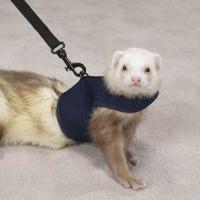 Ferret Leads and Harnesses