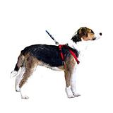 Adjustable Small Dog Harness 5/8-inch Red Nylon