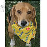 Dog Bandana Cotton-Blend Bow Wow Print