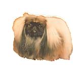 Double Sided Dog Decal Pekingese