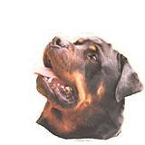 Double Sided Dog Decal Rottweiler