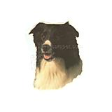 Double Sided Dog Decal Border Collie