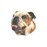 Double Sided Dog Decal Bulldog