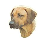 Double Sided Dog Decal Rhodesian Ridgeback