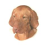 Double Sided Dog Decal Vizsla