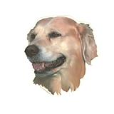 Double Sided Dog Decal Golden Retriever