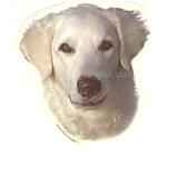 Double Sided Dog Decal Kuvasz