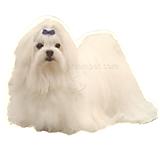 Double Sided Dog Decal Maltese