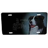 License Plate Border Collie