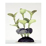Ammania Foregrounder Silk Aquarium Plant