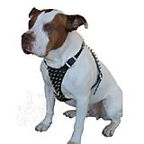 Black Spiked Leather Dog Harness 1x34 inches