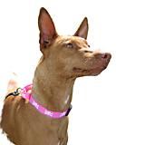 XSm Martingale Dog Collar Pink Skulls & Crossbones