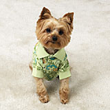 Puppy Polo Paisley Xlg