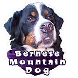 6-inch Vinyl Dog Decal Bernese Mountain Dog Picture