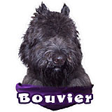 Decal Vinyl Bouvier