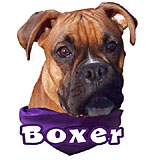 Decal Vinyl Boxer Tan