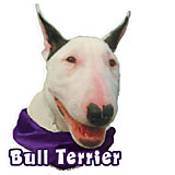 6-inch Vinyl Dog Decal Bull Terrier Picture