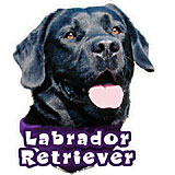6-inch Vinyl Dog Decal Black Labrador Retriever Picture
