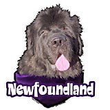 6-inch Vinyl Dog Decal Newfoundland Picture