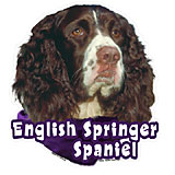 6-inch Vinyl Dog Decal Springer Spaniel Picture