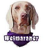 6-inch Vinyl Dog Decal Weimaraner Picture