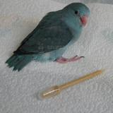 Hand Feeding Pipettes 1 cc for Baby Bird Feeding 12 pack
