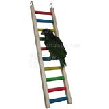 Rainbow Ladder 24 in Parrot