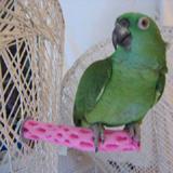 Polly's Tooty Fruity Bee Pollen Bird Perch Medium