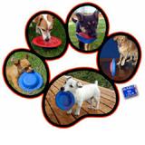 Chewber MINI-CHEWB Flying Disc Red